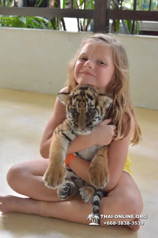 Тигровый Парк экскурсия в Паттайе, фотосессия с тигром Тайланд, подержать покормить играть с тигренком фото 29