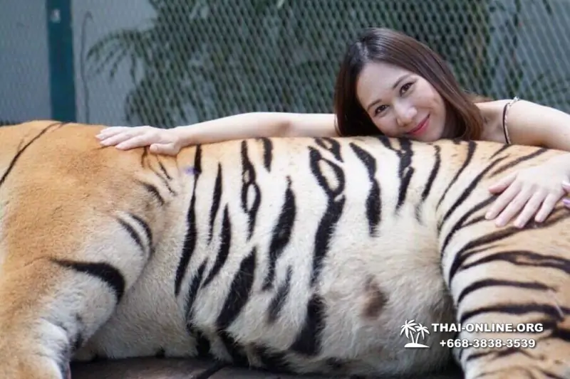 Тигровый парк поездка Таиланд 14