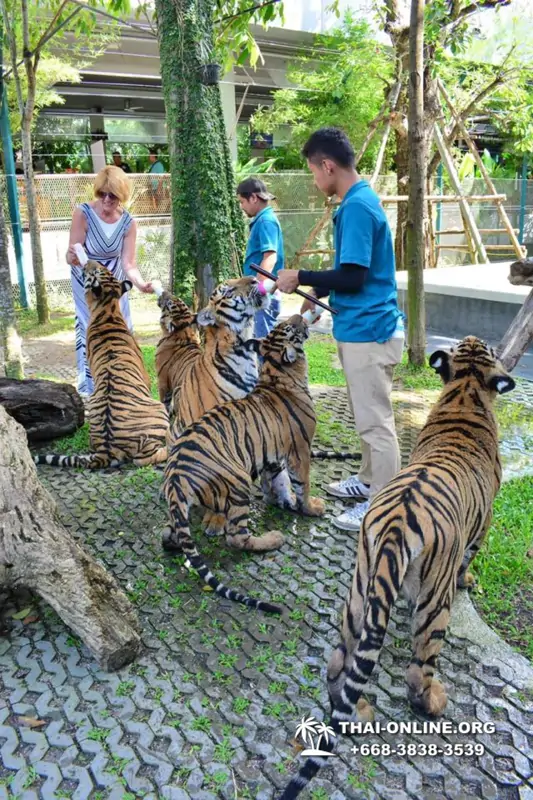 Тигровый Парк экскурсия в Паттайе, фотосессия с тигром Тайланд, подержать покормить играть с тигренком фото 8