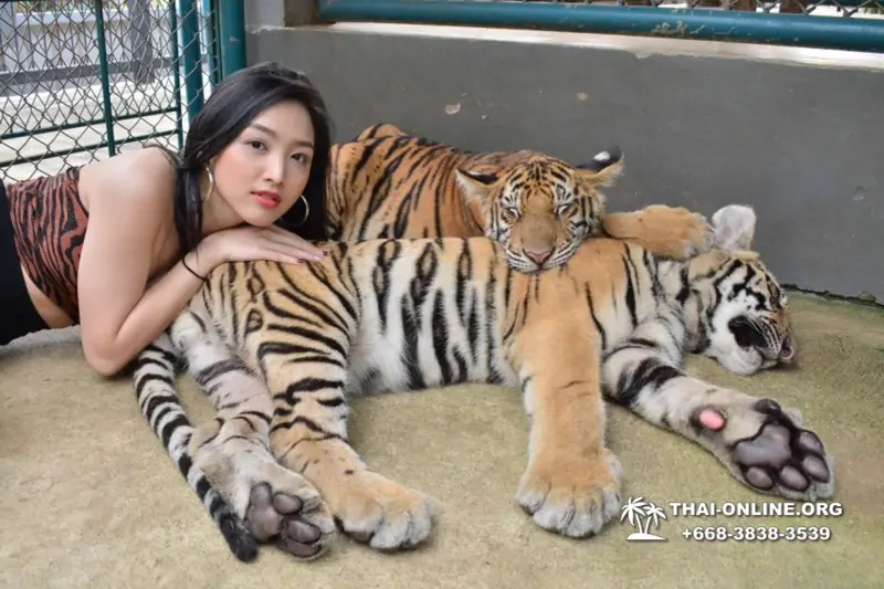 Тигровый парк поездка Таиланд, играть с тигрятами в Паттайе - фото 88