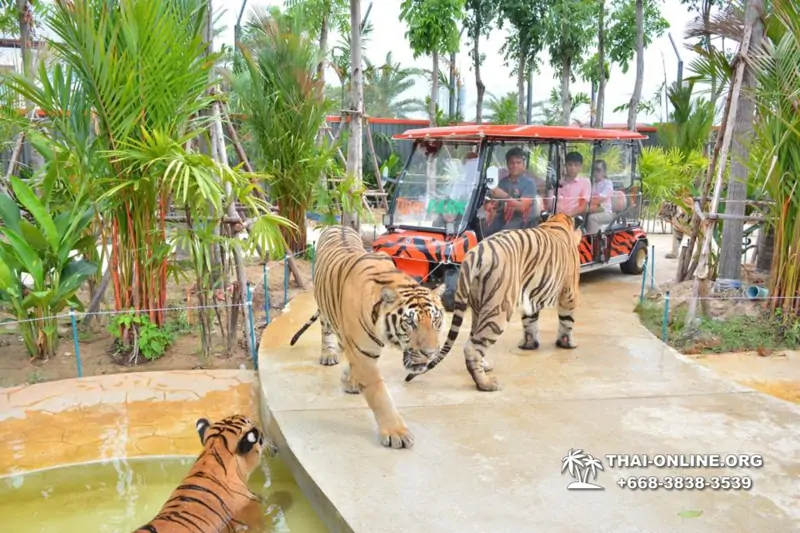 Тигровый парк поездка Таиланд, играть с тигрятами в Паттайе - фото 125