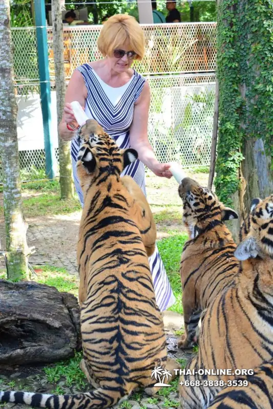 Тигровый Парк экскурсия в Паттайе, фотосессия с тигром Тайланд, подержать покормить играть с тигренком фото 10