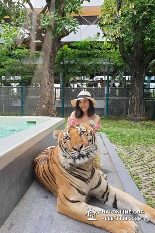 Тигровый Парк экскурсия в Паттайе, фотосессия с тигром Тайланд, подержать покормить играть с тигренком фото 30
