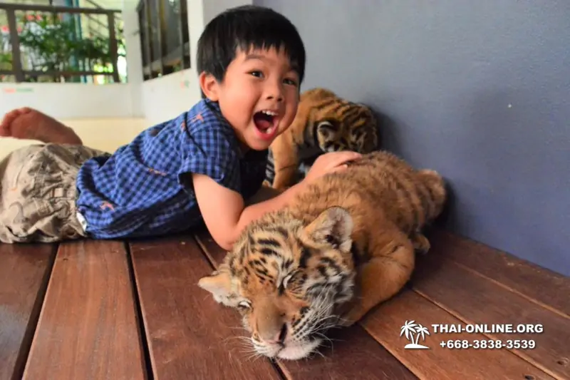 Тигровый парк поездка Таиланд, играть с тигрятами в Паттайе - фото 98