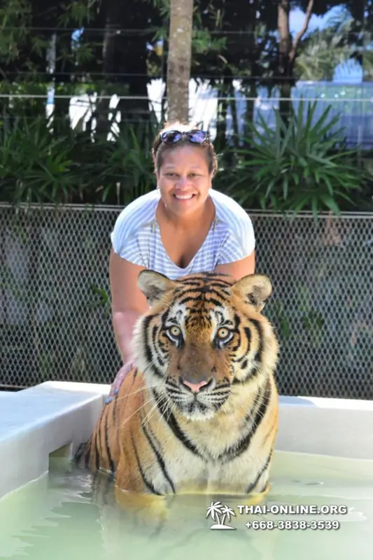 Тигровый парк поездка Таиланд, играть с тигрятами в Паттайе - фото 82
