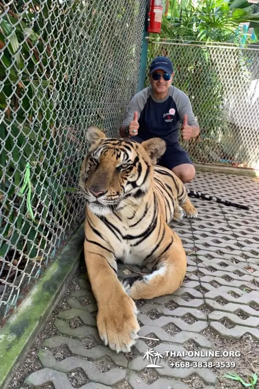 Тигровый Парк экскурсия в Паттайе, фотосессия с тигром Тайланд, подержать покормить играть с тигренком фото 9