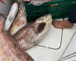 Большая морская рыбалка в Паттайе Real Fishing Таиланд 7 Countries 104