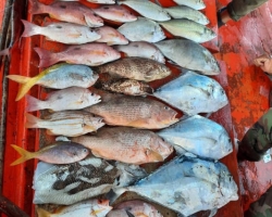 Большая морская рыбалка в Паттайе Real Fishing Таиланд 7 Countries 128