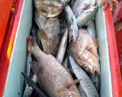 Большая морская рыбалка в Паттайе Real Fishing Таиланд 7 Countries 130