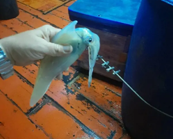 Ночная рыбалка поездка Тайланд - фото 13