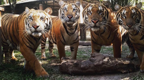 Зоопарки Таиланда