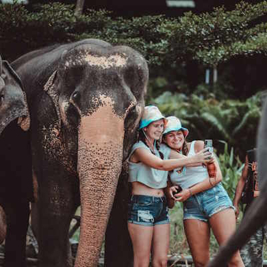 Заповедник слонов Elephant Jungle Sanctuary