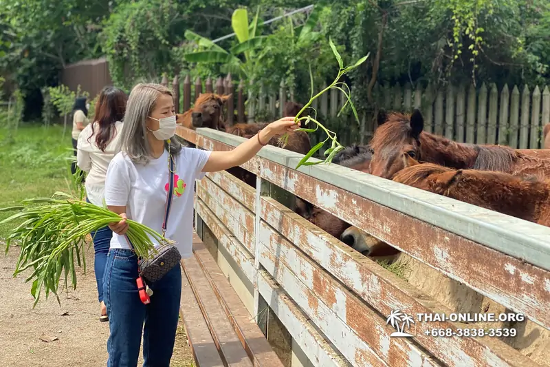 Экскурсия в город на воде Ампхава из Паттайи и Бангкока с компанией Magic Thai фото 30